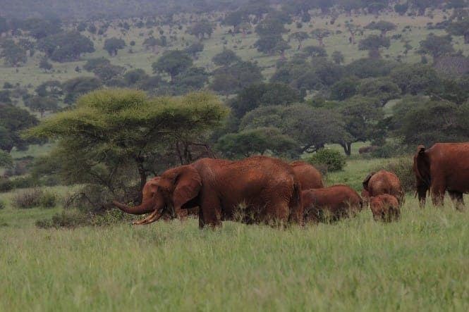 Family of elies in Tarangire