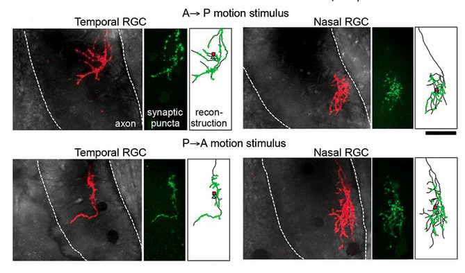 The results demonstrated that the visual map of the tadpoles developed naturally when the bars moved from front to back. The tadpoles that were shown the images in reverse order, however, extended nerve fibers to the wrong spots in the map, confirming that the brain would perceive those images as backwards.