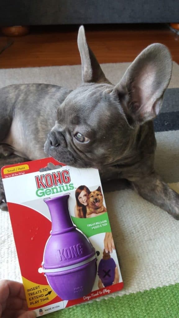 Distraction with a Kong