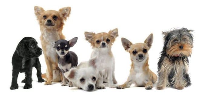 Small Dog Training 1 small dogs