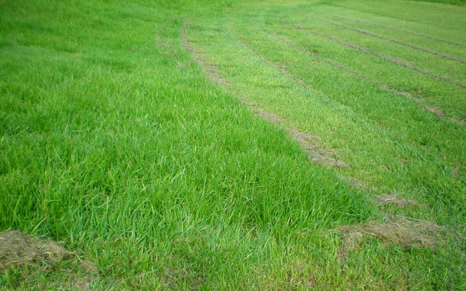 "After a week's growth in summer, the grass is long and thick."