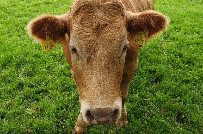 Use your Blundstone boot to ascertain when to move your cattle to new pasture.