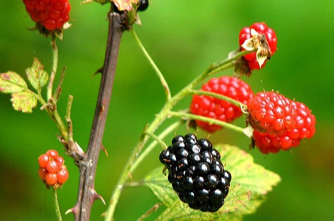 Blackberries are an obvious and very invasive weed that grows abundantly in most hobby farmer hotspots.
