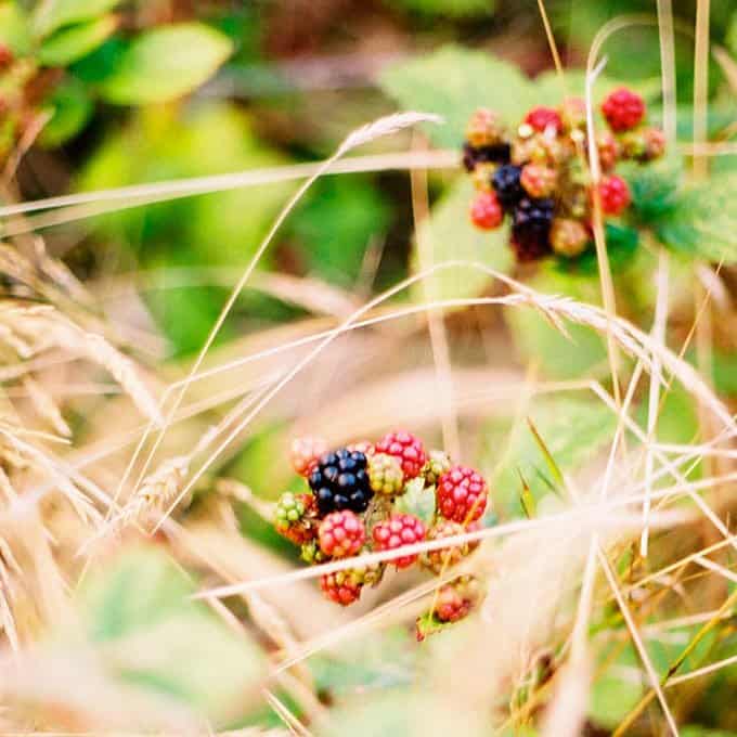 Don’t apply herbicide when fruits are mature.