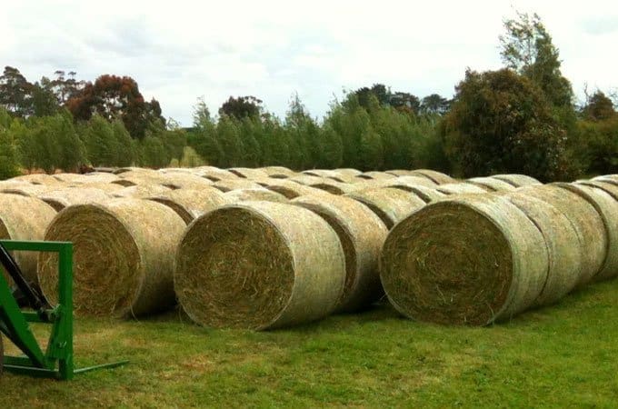 Lucerne hay bales at Aorangi, Fern Hill, Victoria.