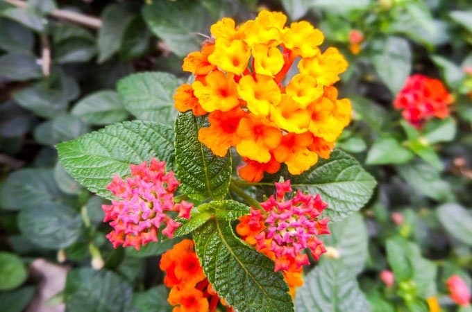 Lantana is a noxious weed currently covering more than 4 million ha of Australia's east coast.