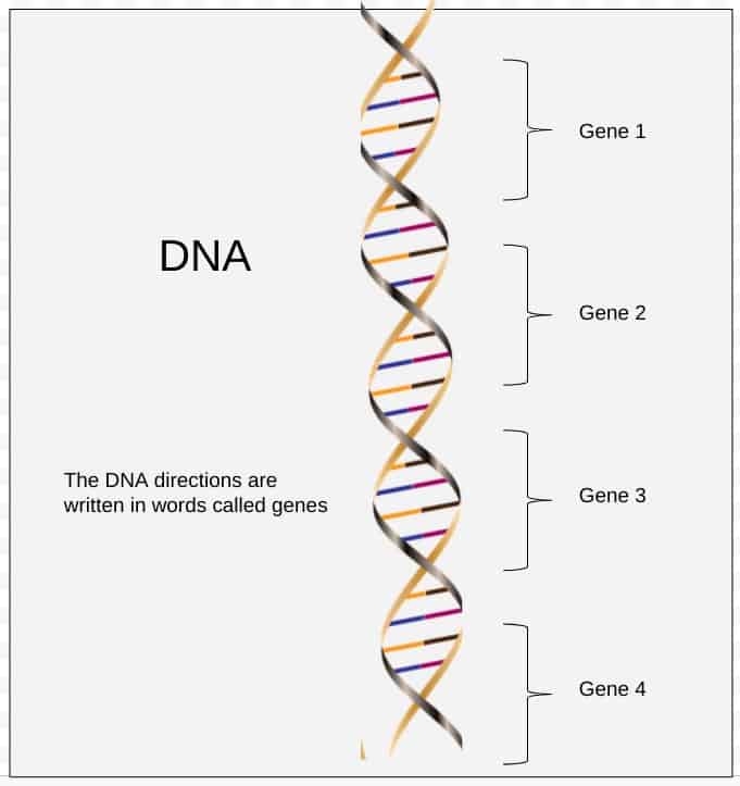 The DNA directions are written in words called genes