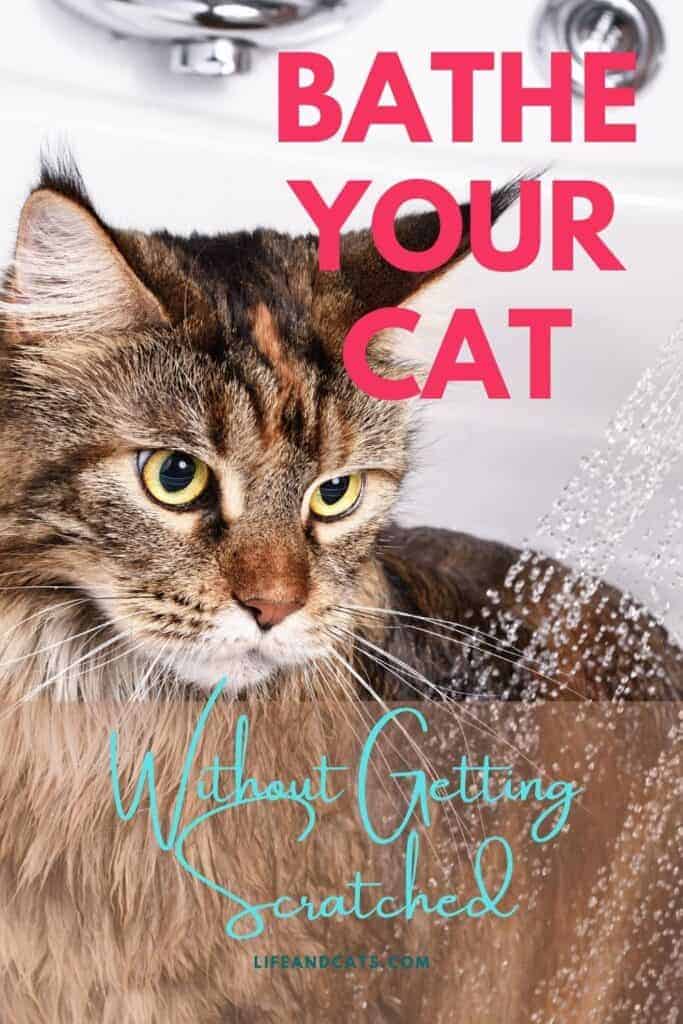 How to Bathe Your Cat Without Getting Scratched to Bits Life & Cats
