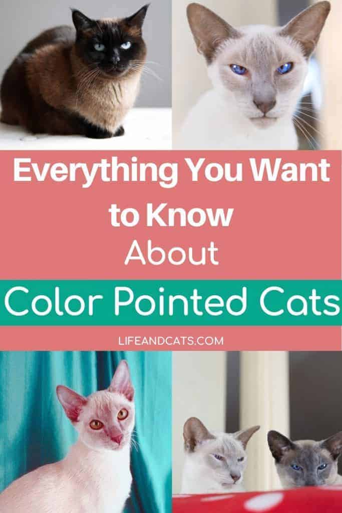 Everything You Want to Know About Pointed Cat Colors Life & Cats