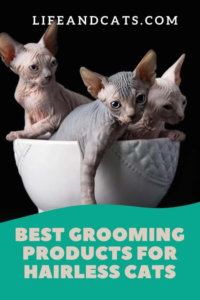 Best Grooming Products for Hairless Cats Life & Cats