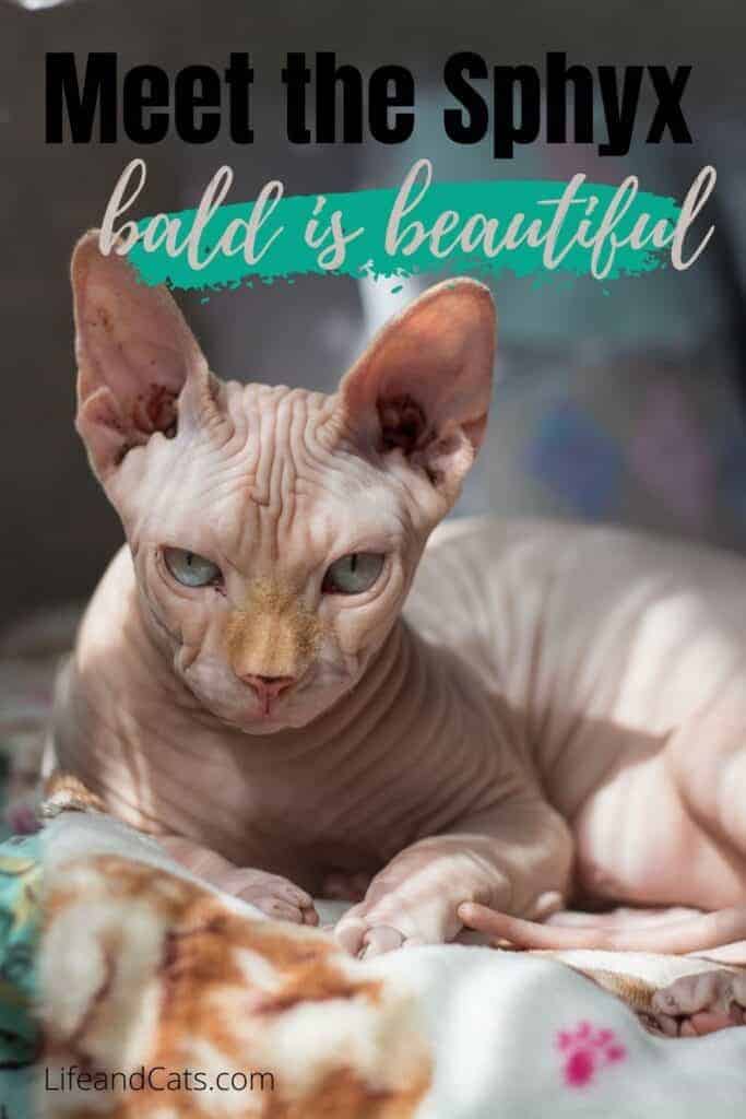 bald sphynx