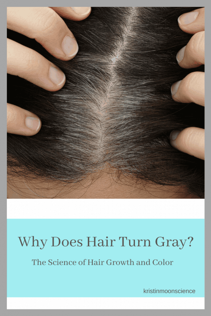 How does hair grow? What is responsible for our hair color? Ever wonder why the hair on our head grows faster and longer than the hair on our arms and legs? Why does hair go gray or white as we age? Read on to learn about the science of hair and hair color.