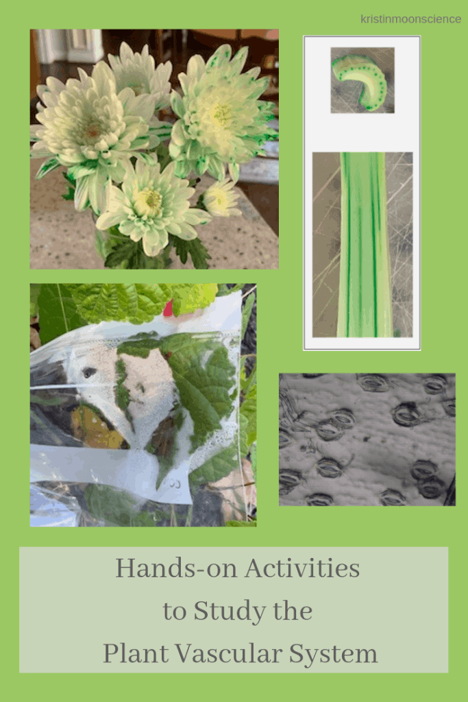 How does water get from a plant's roots to its leaves? How does the sugar made in the leaves get to the rest of the plant? Learn the answers with these fun, hands-on activities to study the plant vascular system. These ideas are appropriate for any age.