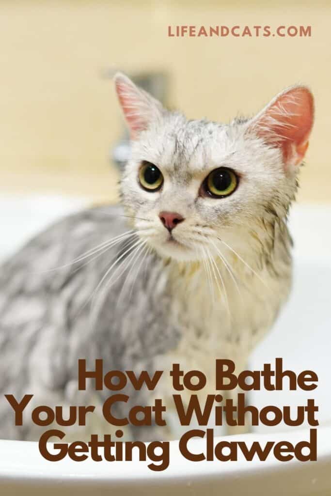 How to Bathe Your Cat Without Getting Scratched to Bits Life & Cats