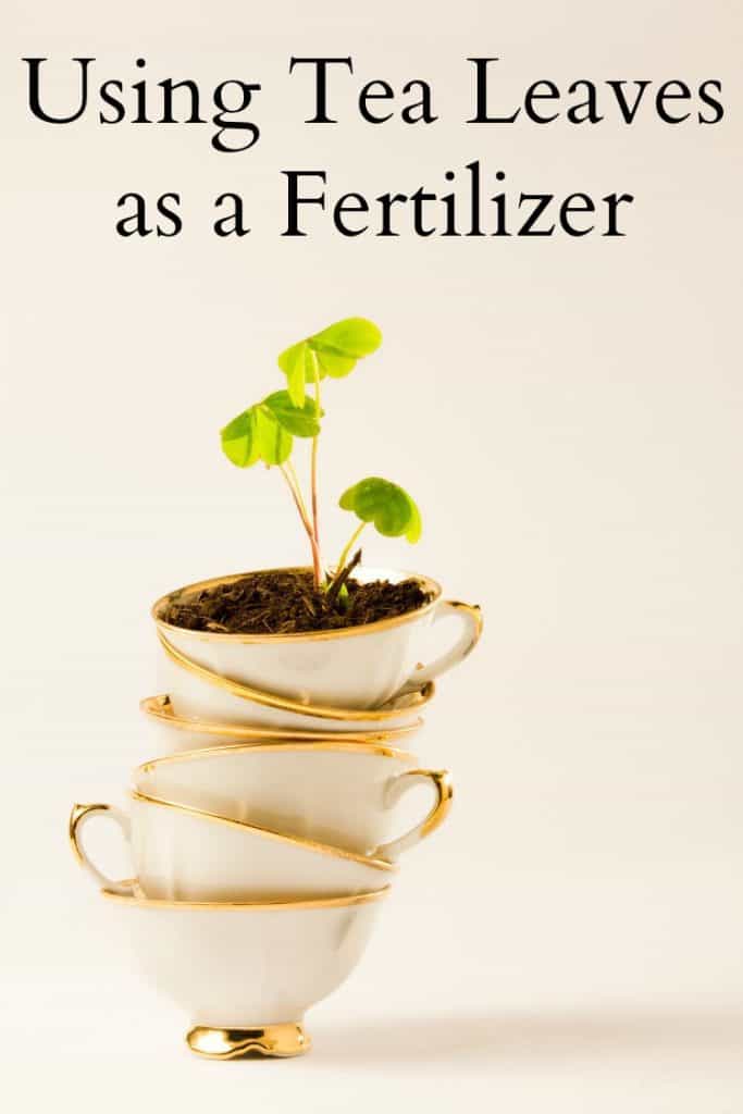 Using Tea Leaves as a Fertilizer - The Pistachio Project