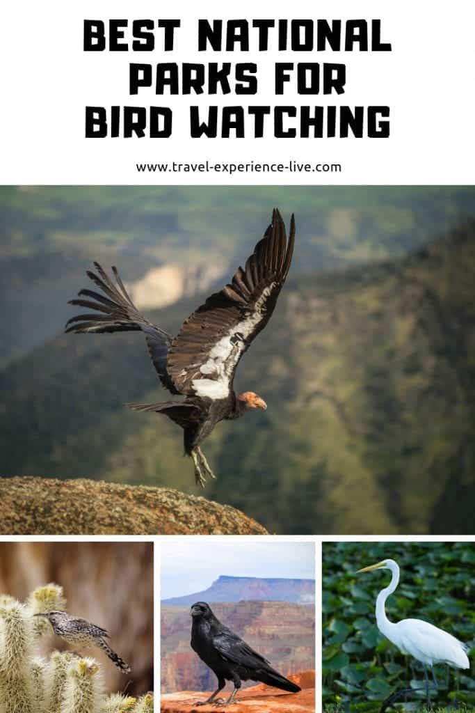 Best USA National Parks for Bird Watching The National Parks Experience