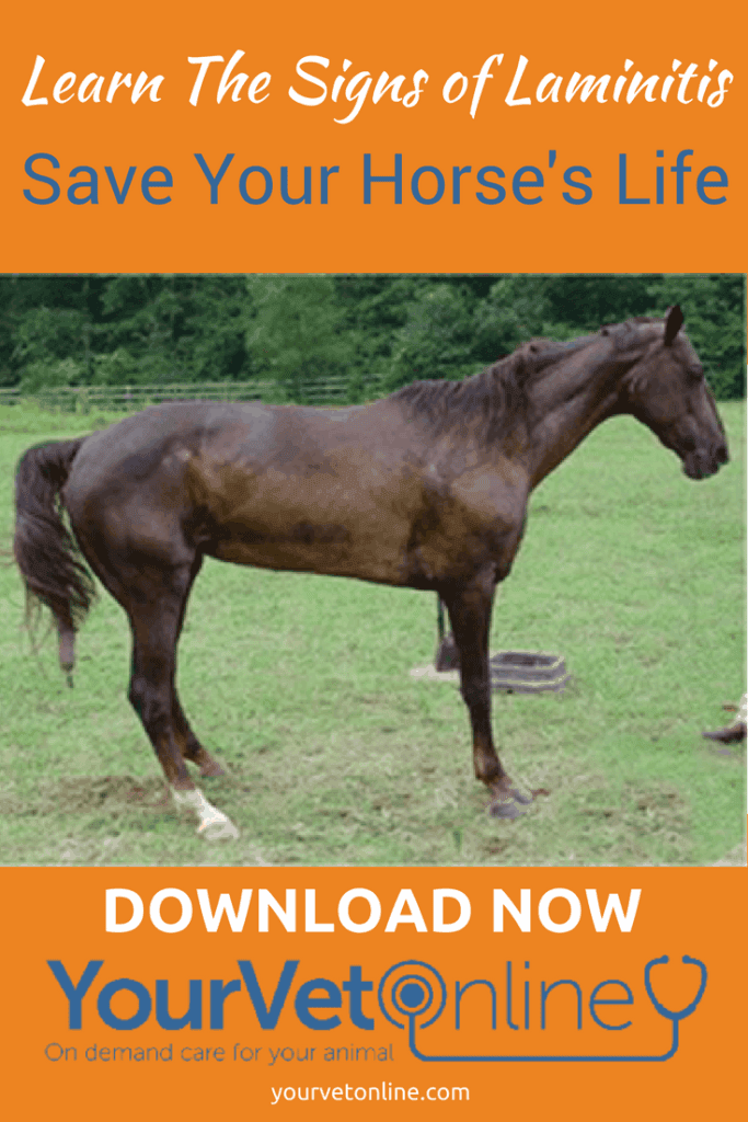 What Are The Signs Of Laminitis In Horses? Your Vet Online