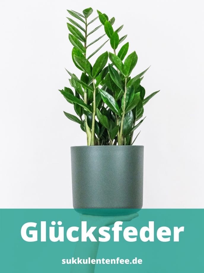 Glücksfeder im Blumentopf.