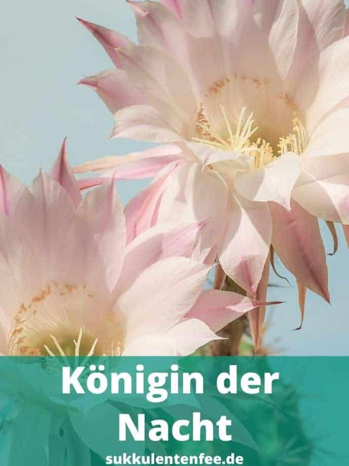 Die Königin der Nacht ist ein Kaktus.