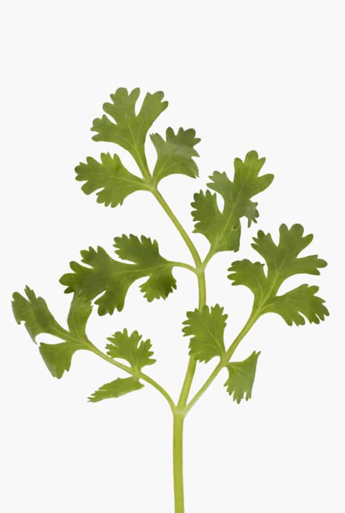 Cilantro: either you love it or you hate it