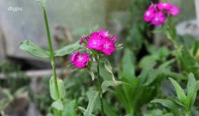 Floriculturist Ali Mohd Bhat – An Inspiration For Youth In J&K - Digpu