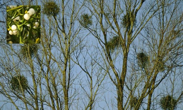 Clumps of Mistletoe growing on trees Clumps of Mistletoe growing on trees - The Irish Place