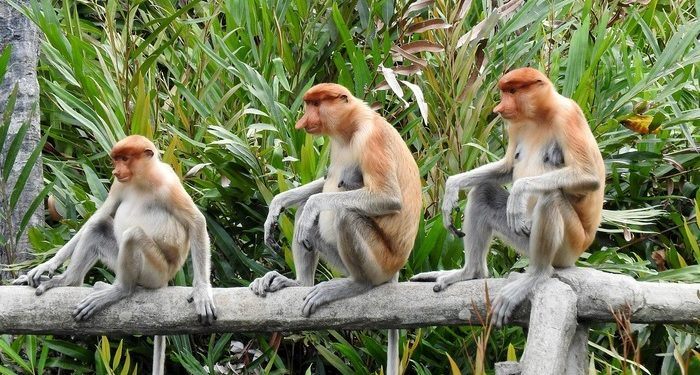 Monkeys are a big reason to visit borneo