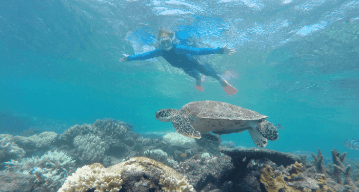 You might see turtles while snorkeling on the great barrier reef