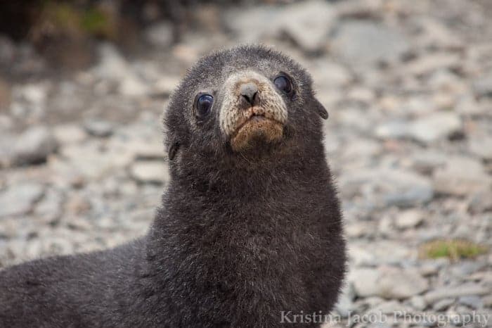 A fur seal pup Stromness Harbour, South Georgia Island. Photo: Kristina Jacob.