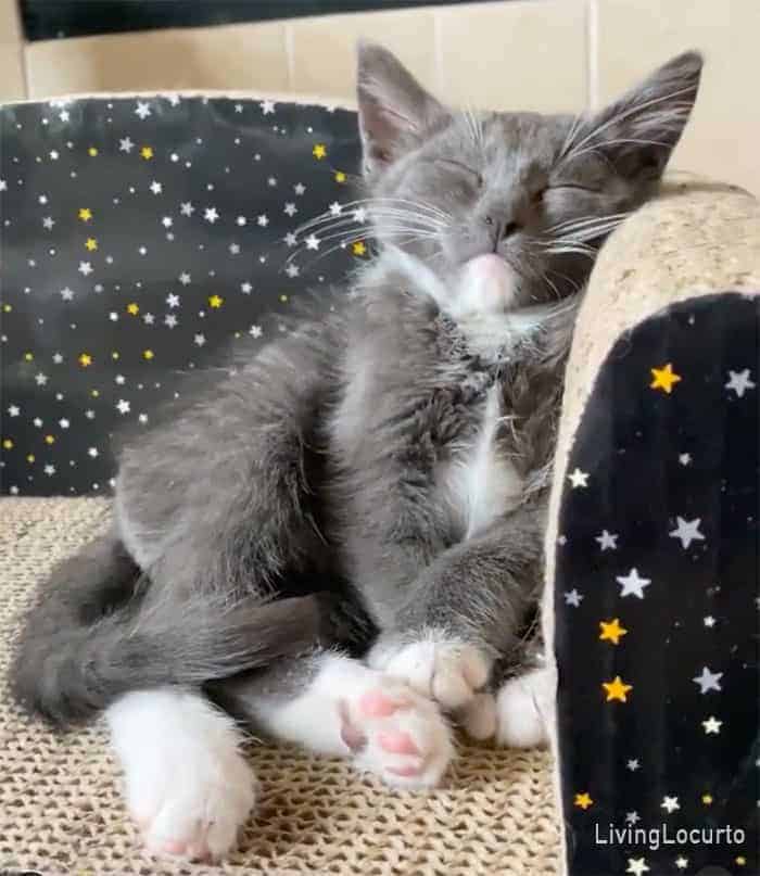 Living Locurto Rescue Kitten Oliver