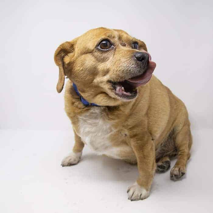 sadie2 Sadie II – Adopted