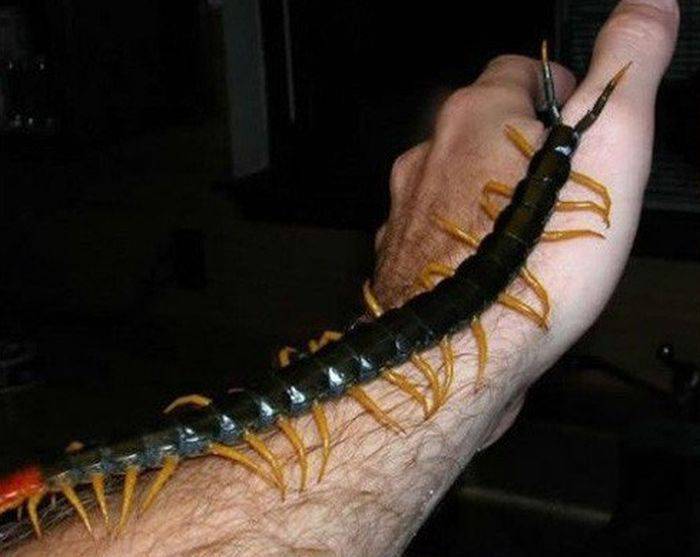 Scolopendra gigantea