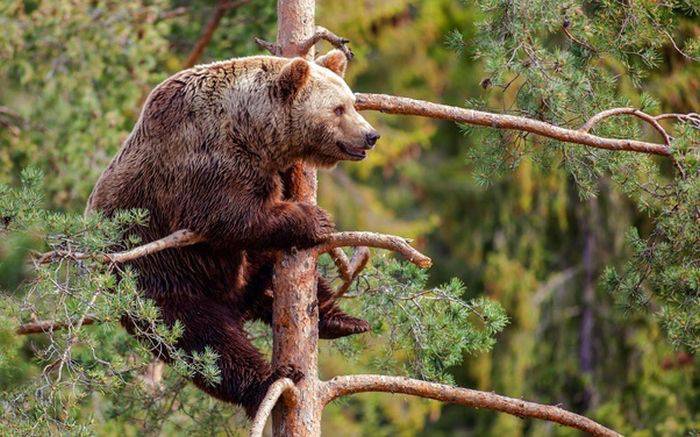 Urs grizzly in copac