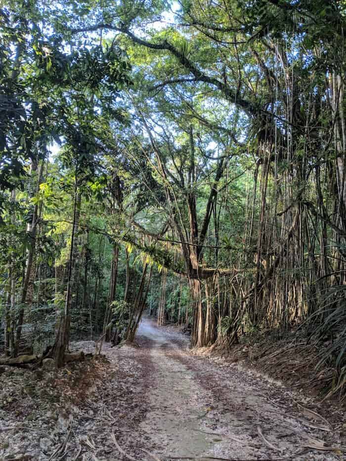 Welcome to the (Christmas Island) Jungle