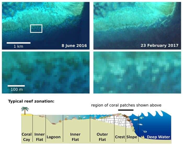 Images from the Copernicus Sentinel-2A satellite captured on 8 June 2016 and 23 February 2017 show coral turning bright white for Adelaide Reef, Central Great Barrier Reef. Image: contains modified Copernicus Sentinel data (2016–17), processed by J. Hedley; conceptual model by C. Roelfsema