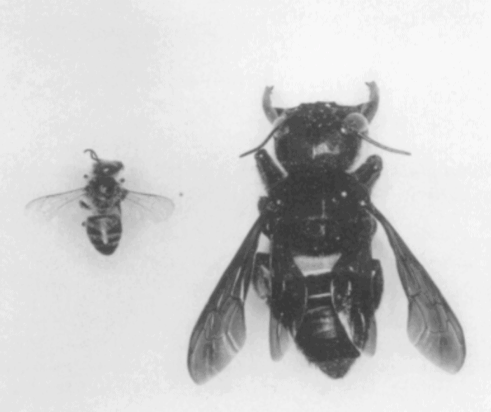 Comparison of a Honey Bee (left) with a Wallace's Giant Bee (right). Photo: Porter, JW in Messer, A. (1984). Chalicodoma pluto: The World's Largest Bee Rediscovered Living Communally in Termite Nests (Hymenoptera: Megachilidae). Journal of the Kansas Entomological Society, 57(1), 165-168. Retrieved from http://www.jstor.org/stable/25084498