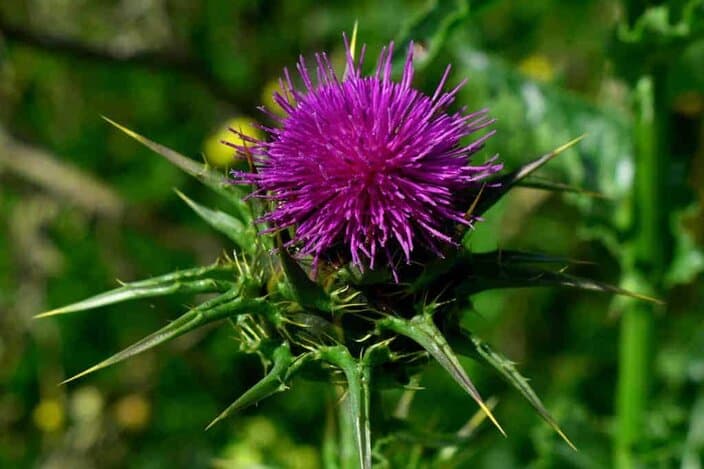 Silybum marianum, cardo manchadoy