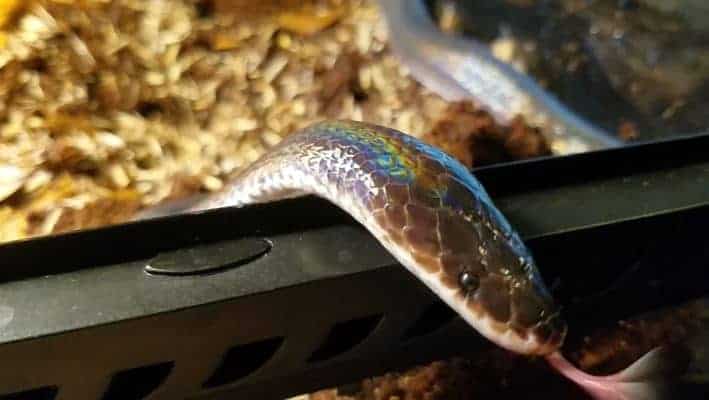 Sunbeam Snake