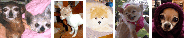 Genn John 's Furred family in Spirit Arkansas Crystal Works