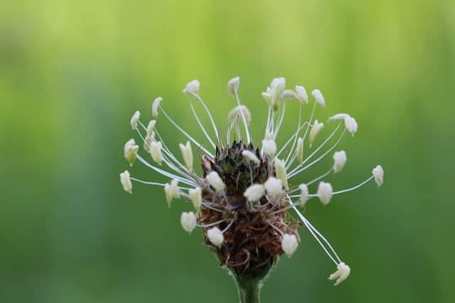 les enveloppes de graines de psyllium