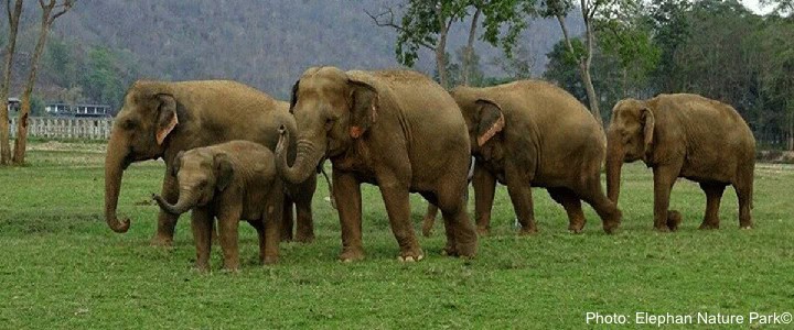 The elephant nature park in thailand is more than a zoo