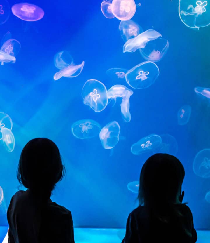 Silhouette of two kids looking at jellyfish in an aquarium