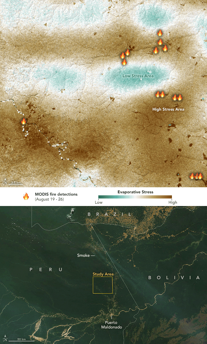 Map showing the evaporative stress in part of the study area in the western Amazon rainforest as measured by ECOSTRESS from August 19-26, 2019. Image/map: Lauren Dauphin, using MODIS data from NASA EOSDIS/LANCE and GIBS/Worldview and evaporative stress data from the ECOSTRESS team.