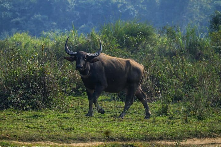 Water-buffalo at Kaziranga National Park