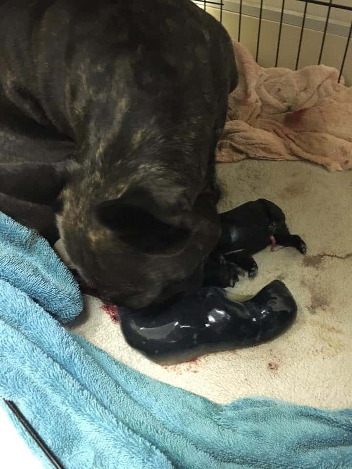 puppy still enclosed in birth sac pup still in birth sac