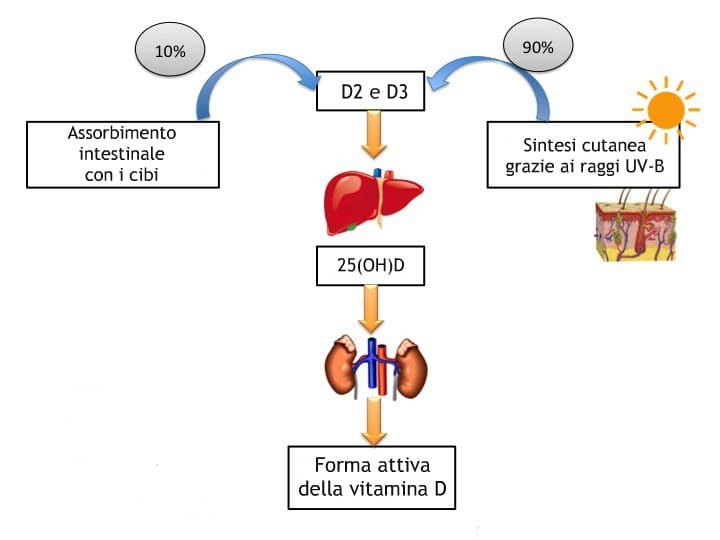 Il viaggio della vitamina D