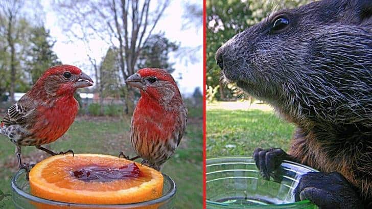 Woman Puts Camera On Bird Feeder Captures Photos Of Many Animals