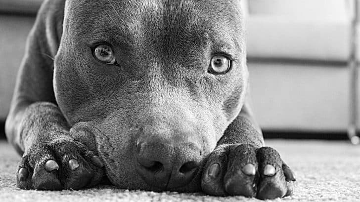 elderly neighbor hated pitbull until