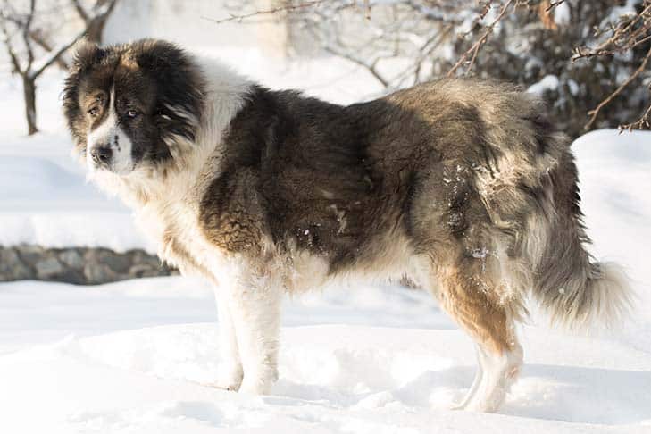 Caucasian Shepherd dog in the snow