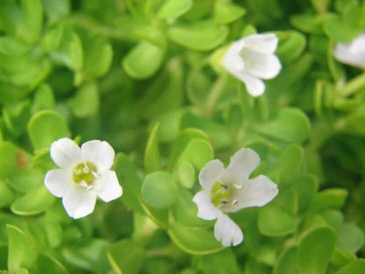 Bacopa monnieri、brahmi